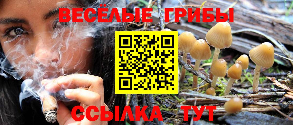 Галлюциногенные грибы Psilocybe Каменка